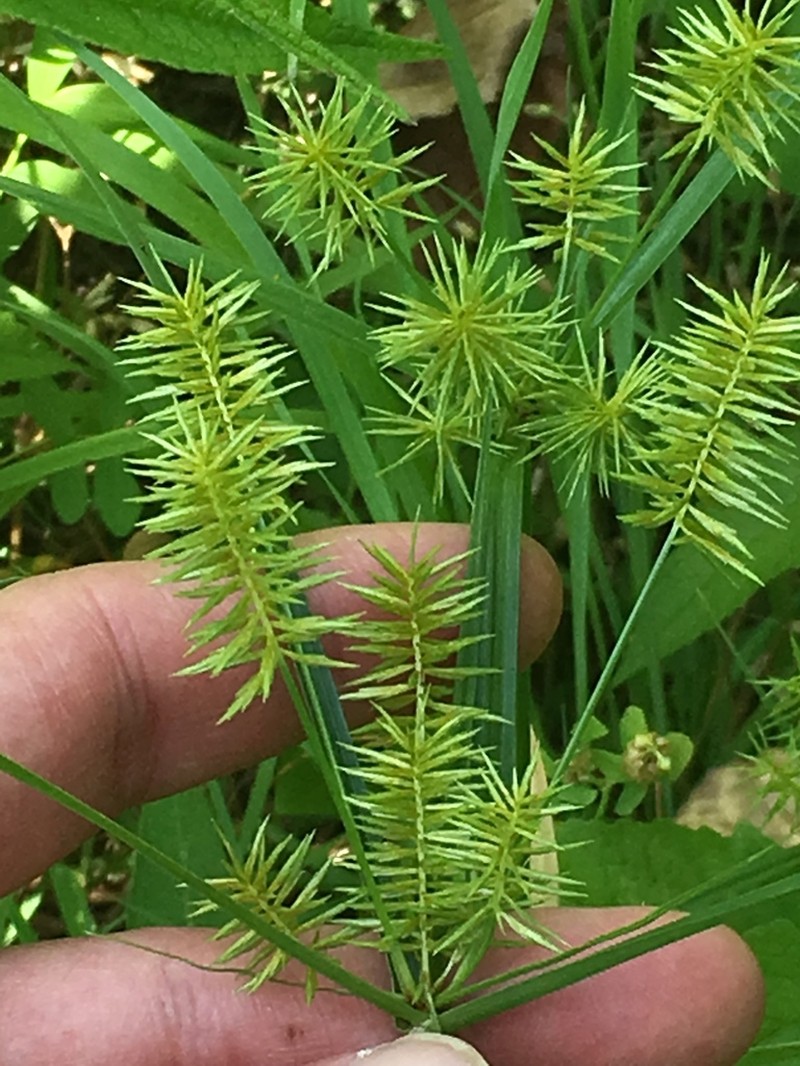 Strawcolored Flatsedge photo 7