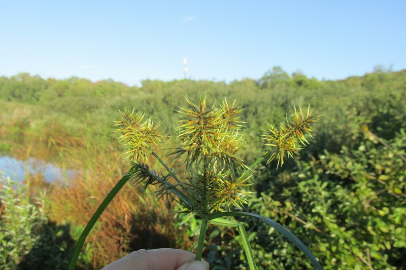 Strawcolored Flatsedge photo 8