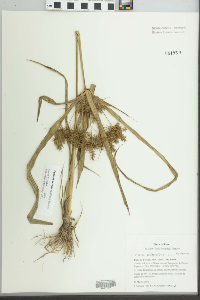 Cyperus strongii