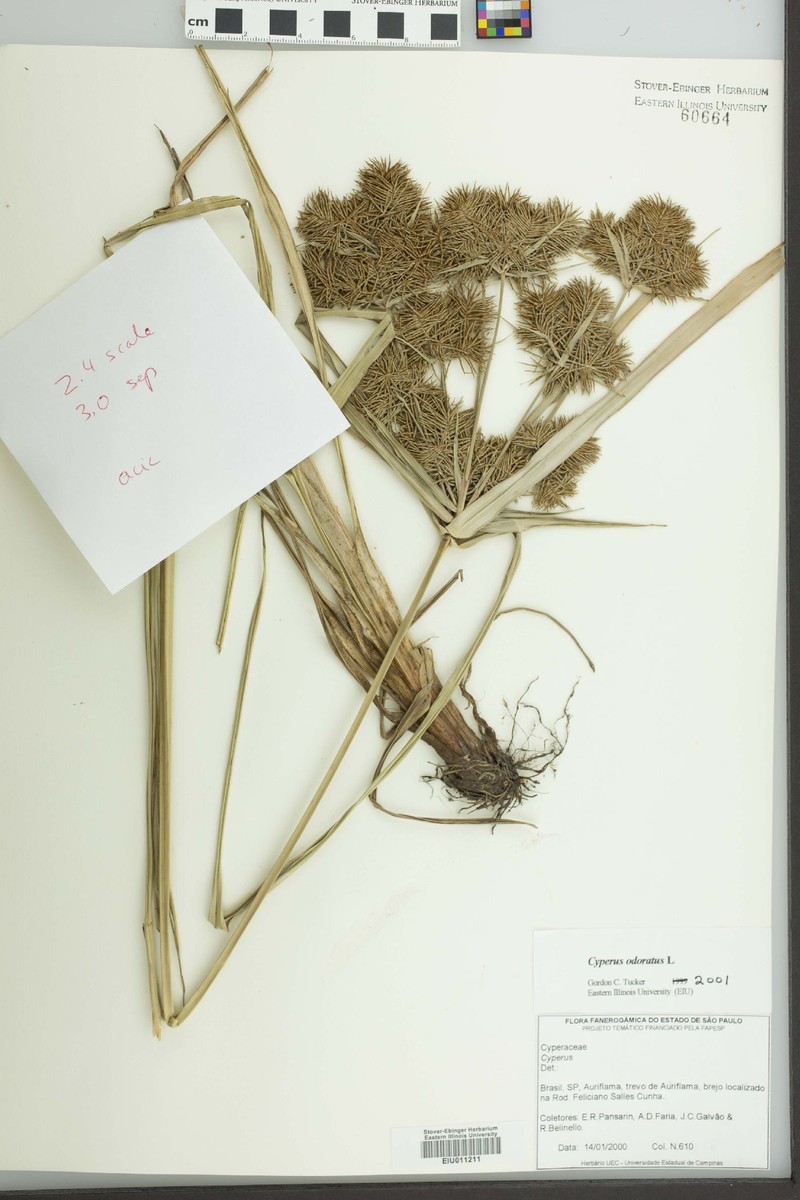 Cyperus strongii photo 2