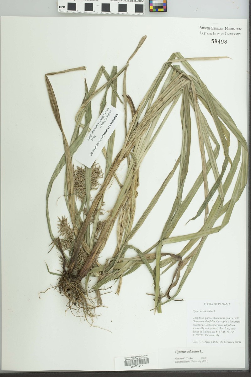 Cyperus strongii photo 3