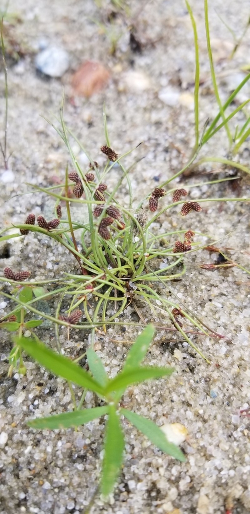 Smallflower Halfchaff Sedge photo 3