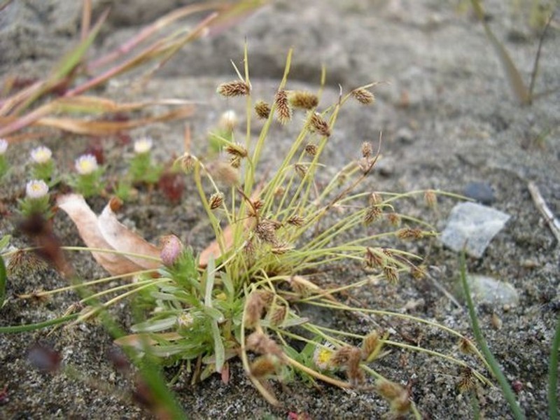 Smallflower Halfchaff Sedge photo 4