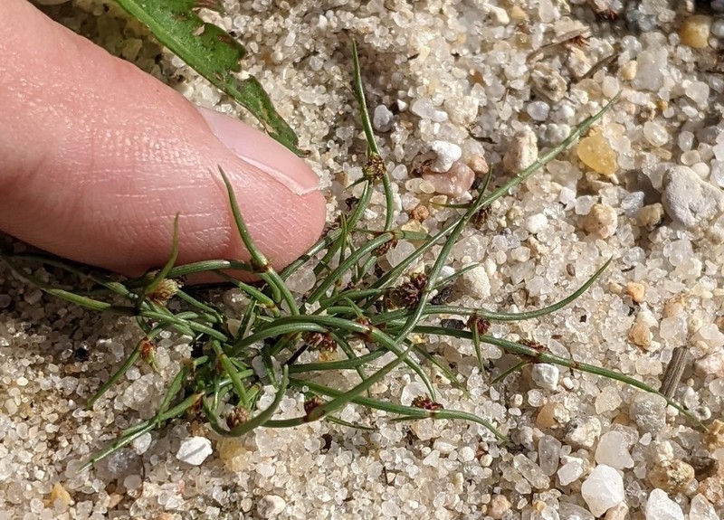 Smallflower Halfchaff Sedge photo 5