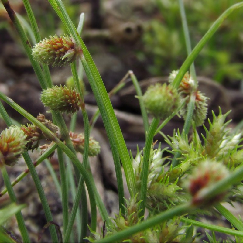 Smallflower Halfchaff Sedge photo 6