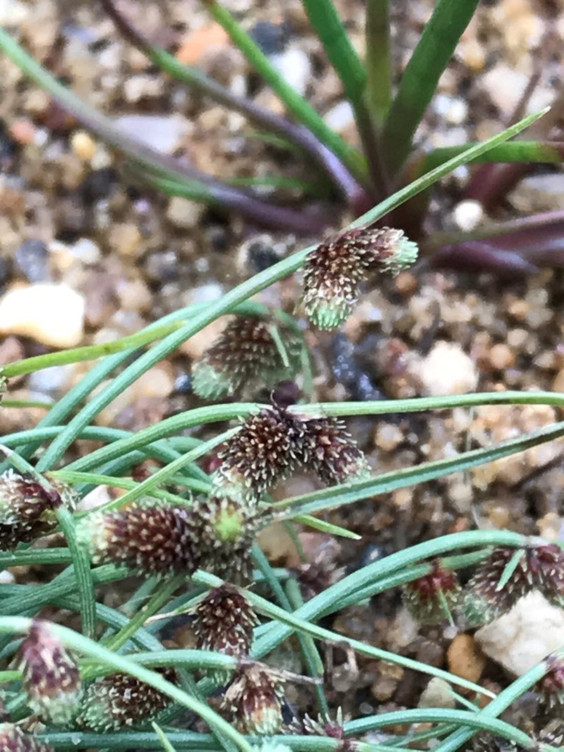 Smallflower Halfchaff Sedge photo 7