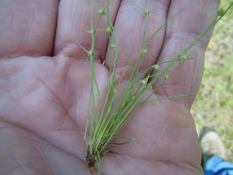 Smallflower Halfchaff Sedge photo 8