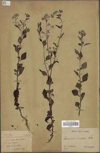 Groovenut Flatsedge