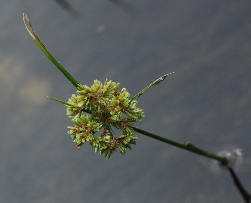 Tropical Flatsedge