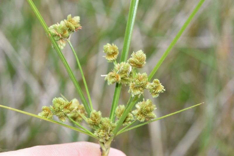 Tropical Flatsedge photo 2