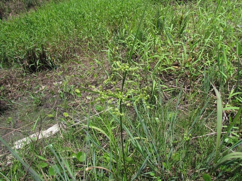 Tropical Flatsedge photo 3