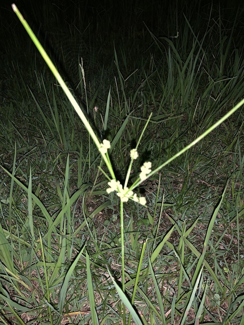 Tropical Flatsedge photo 4
