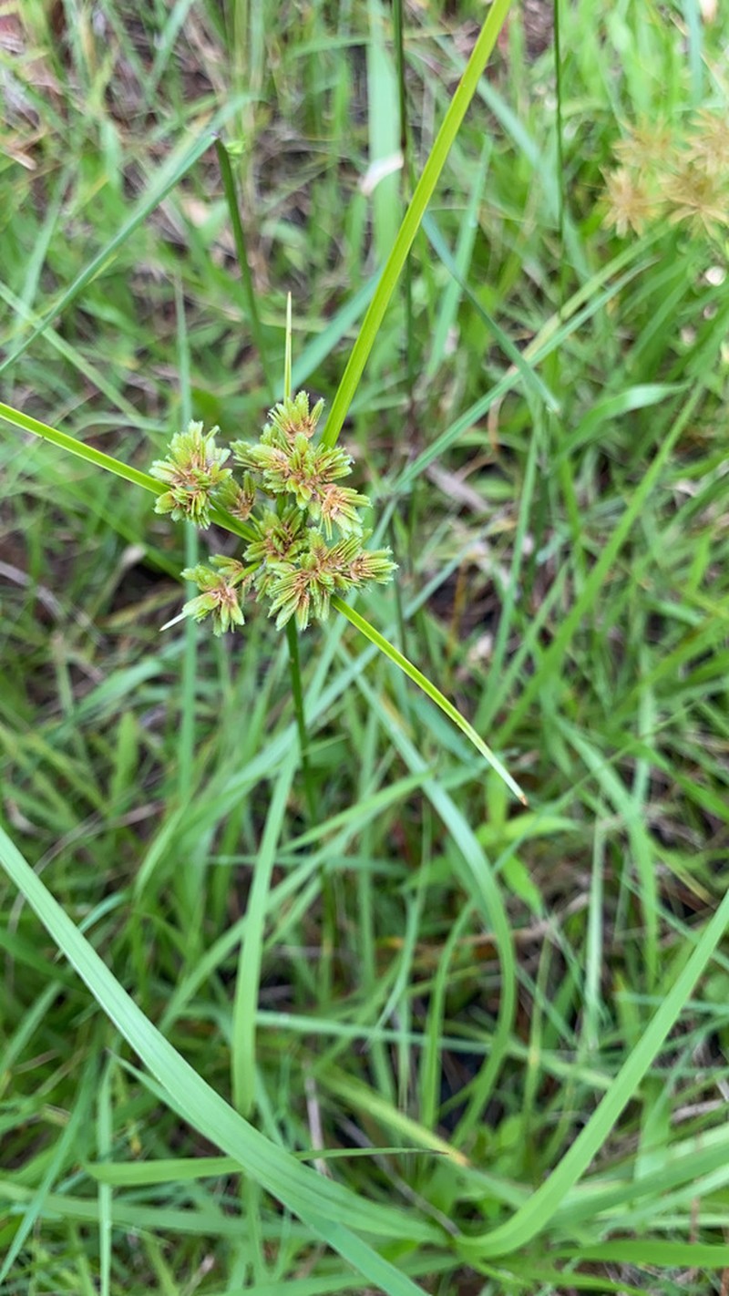 Tropical Flatsedge photo 5