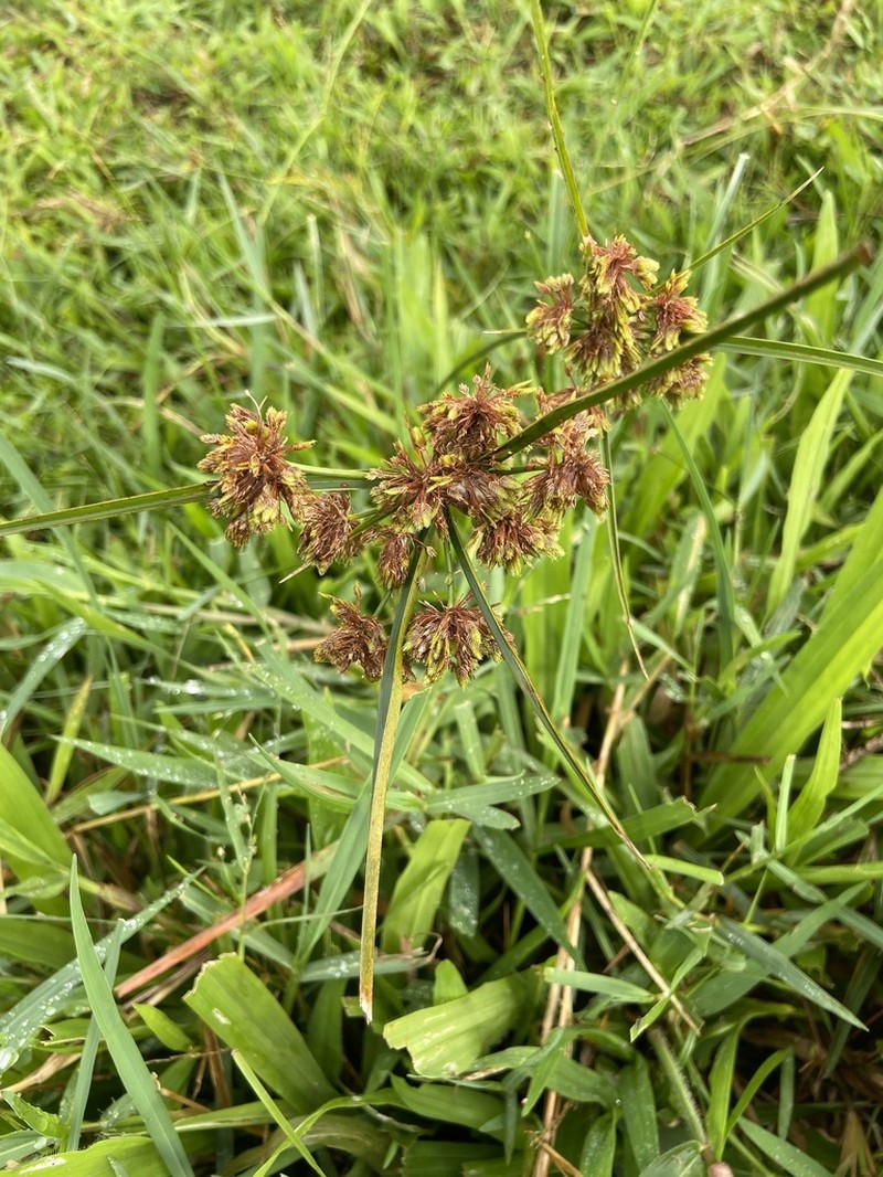 Tropical Flatsedge photo 6