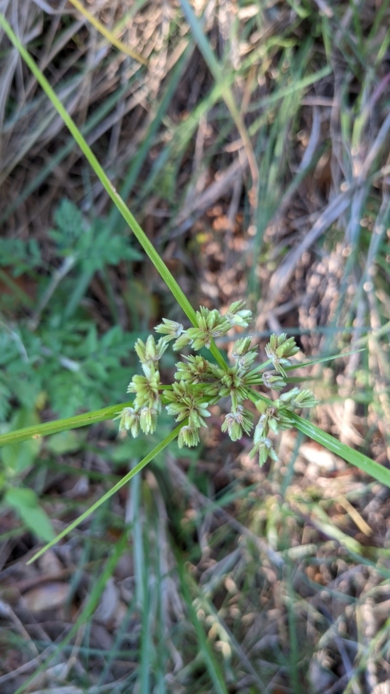Tropical Flatsedge photo 7