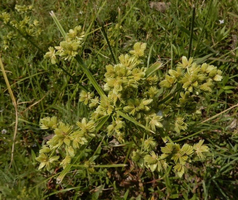 Tropical Flatsedge photo 8
