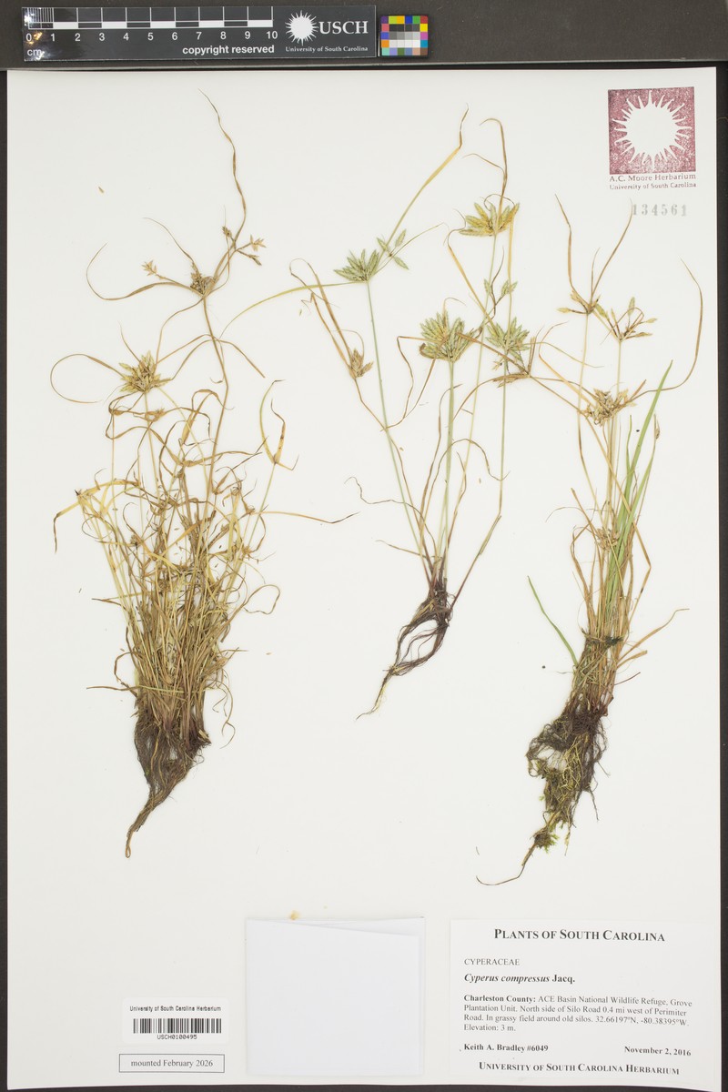 Cyperus surinamensis var. surinamensis