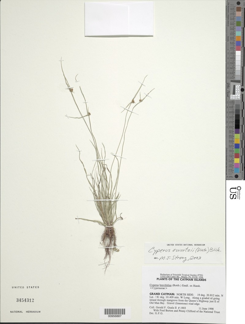 Swartz's Flatsedge
