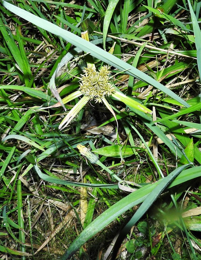 Crevice Flatsedge