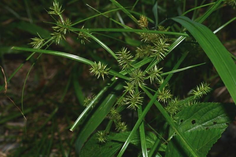 Crevice Flatsedge photo 2