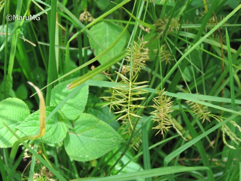 Crevice Flatsedge photo 3