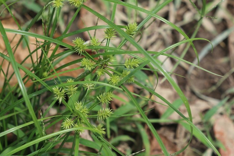 Crevice Flatsedge photo 4
