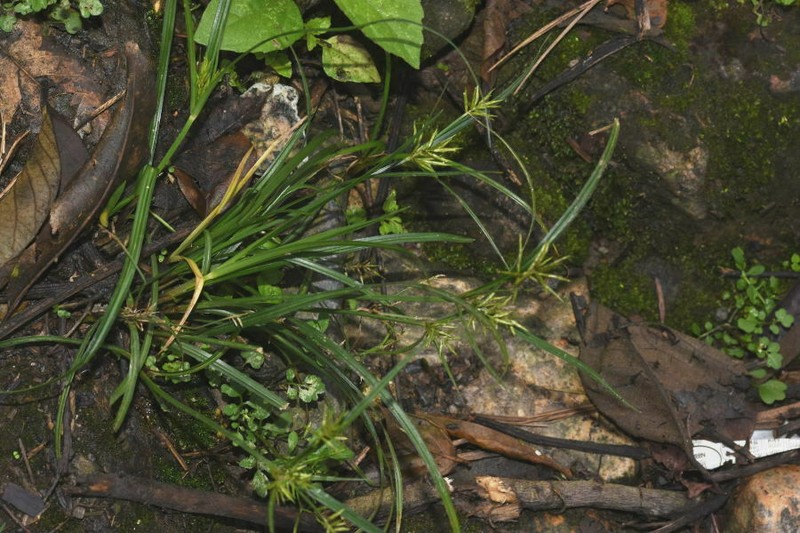 Crevice Flatsedge photo 5