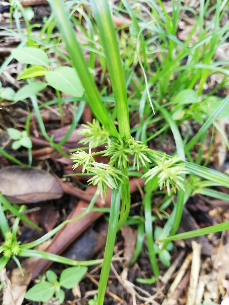 Crevice Flatsedge photo 6