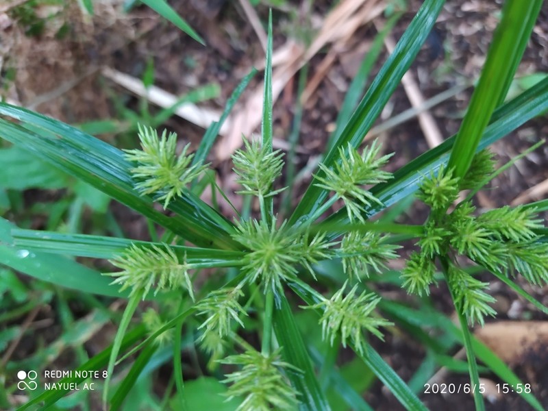 Crevice Flatsedge photo 7