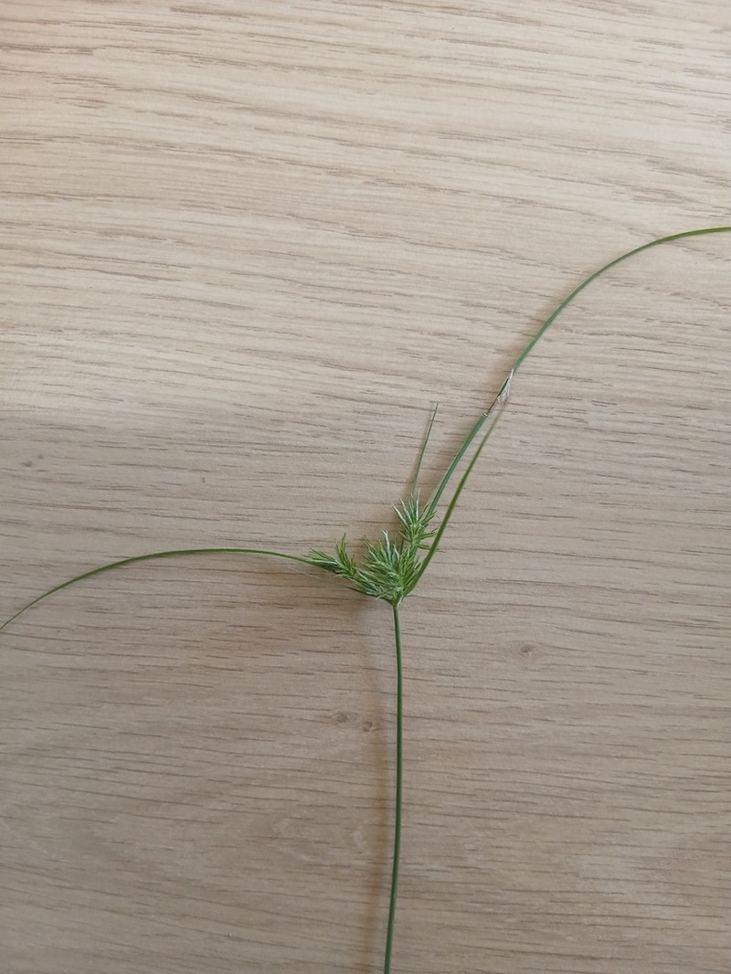 Crevice Flatsedge photo 8