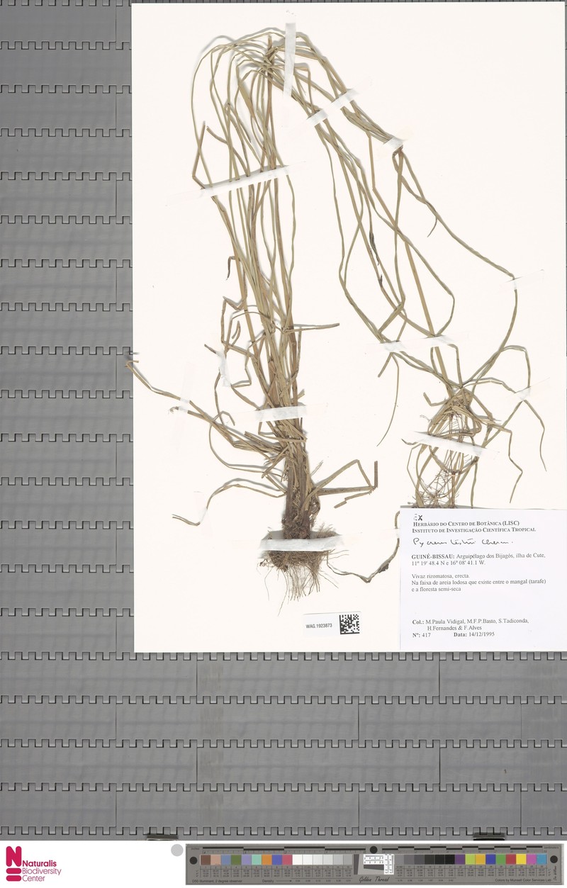 Cyperus testui