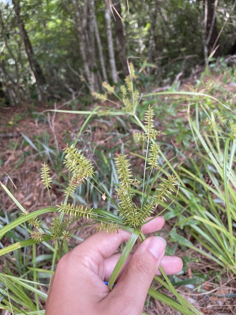Fourangle Flatsedge