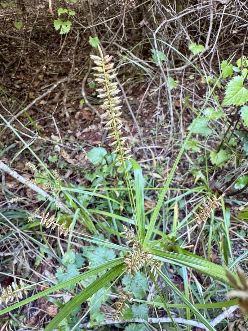 Fourangle Flatsedge photo 2