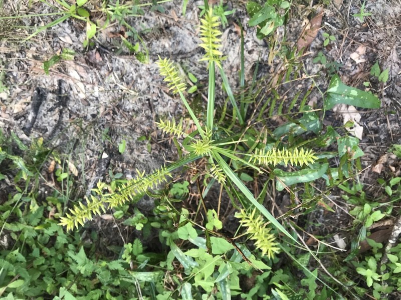 Fourangle Flatsedge photo 3