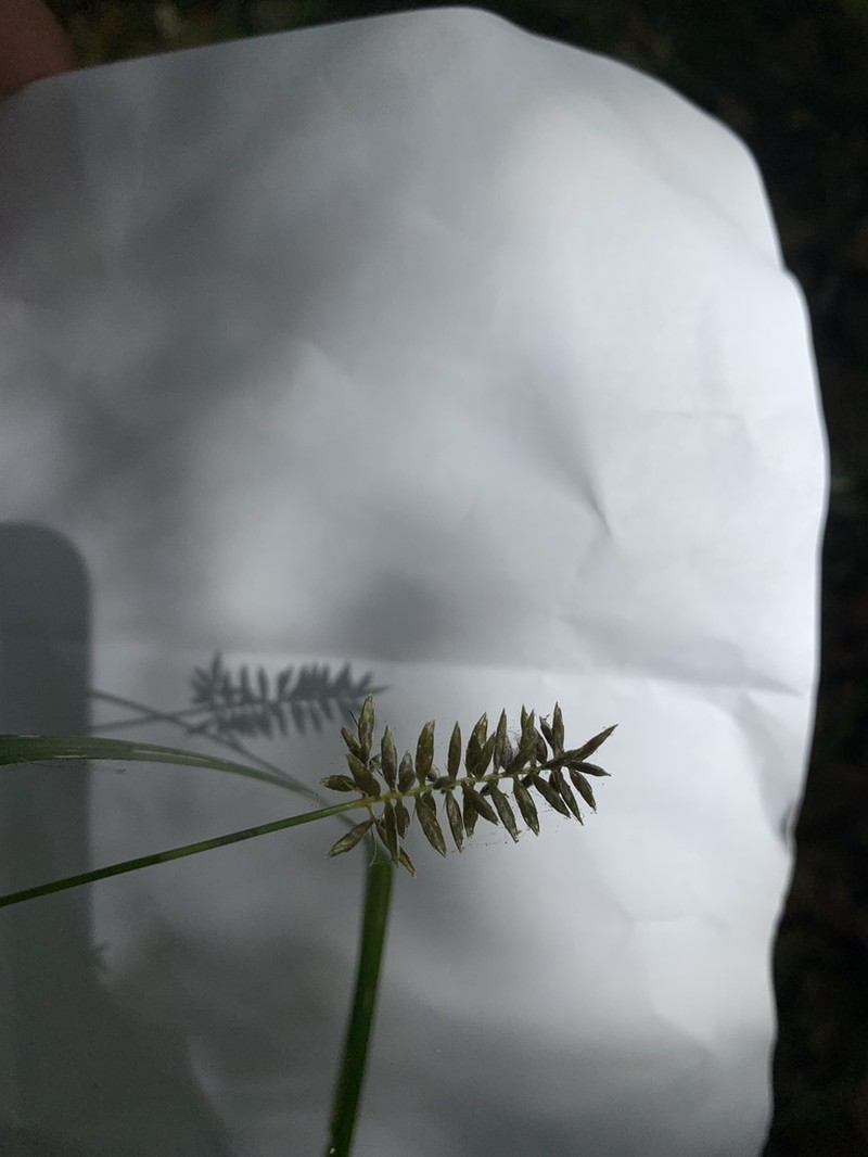 Fourangle Flatsedge photo 4