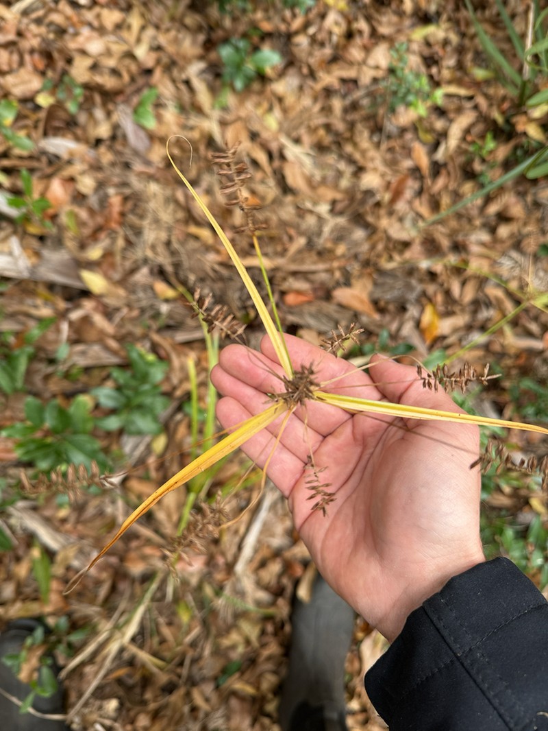 Fourangle Flatsedge photo 5