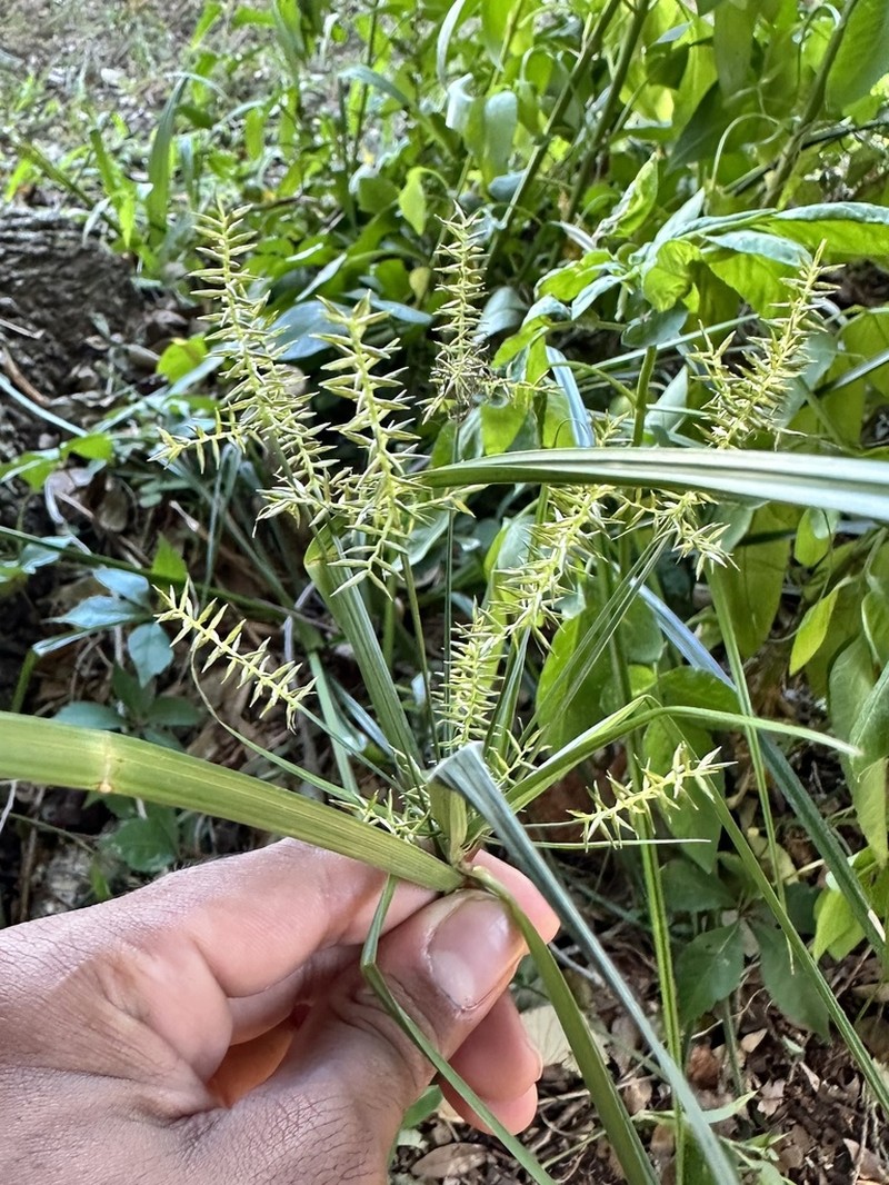 Fourangle Flatsedge photo 6