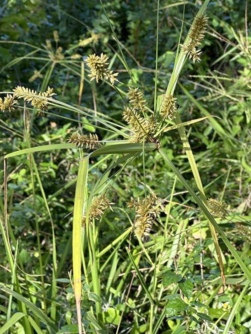 Fourangle Flatsedge photo 7