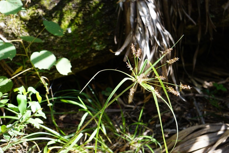 Fourangle Flatsedge photo 8