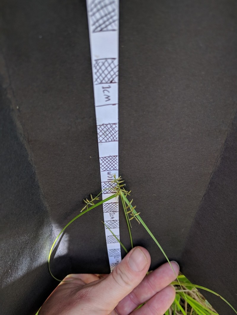 Southern Flatsedge