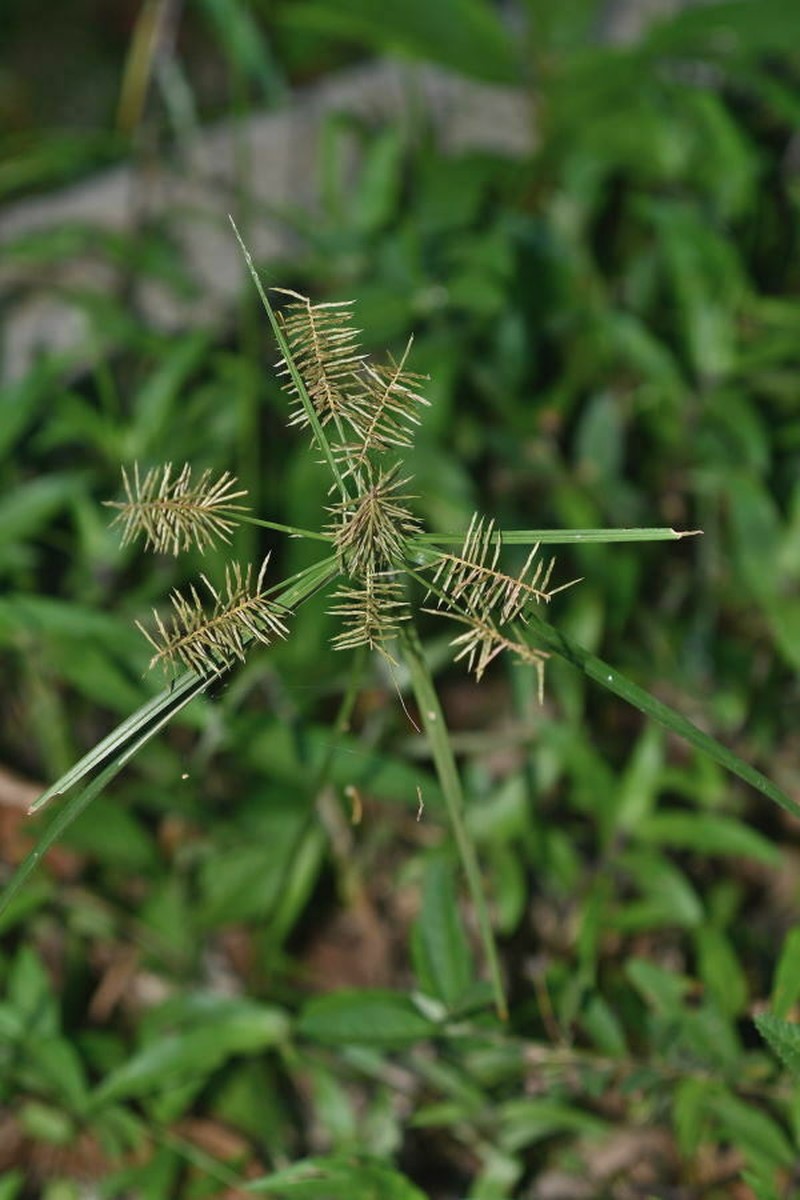 Southern Flatsedge photo 2