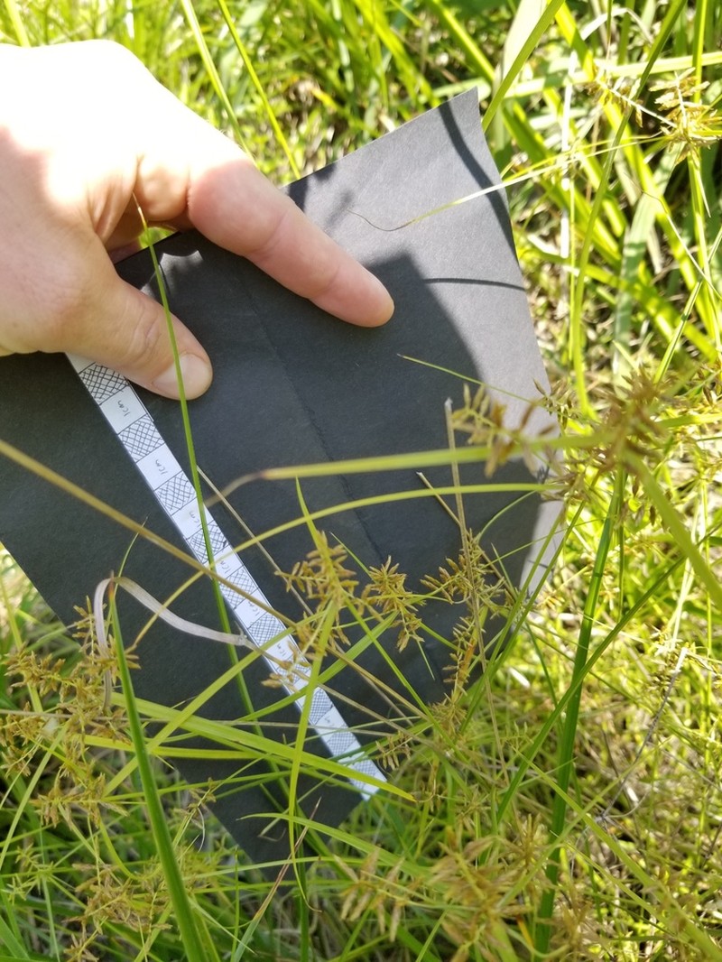 Southern Flatsedge photo 3