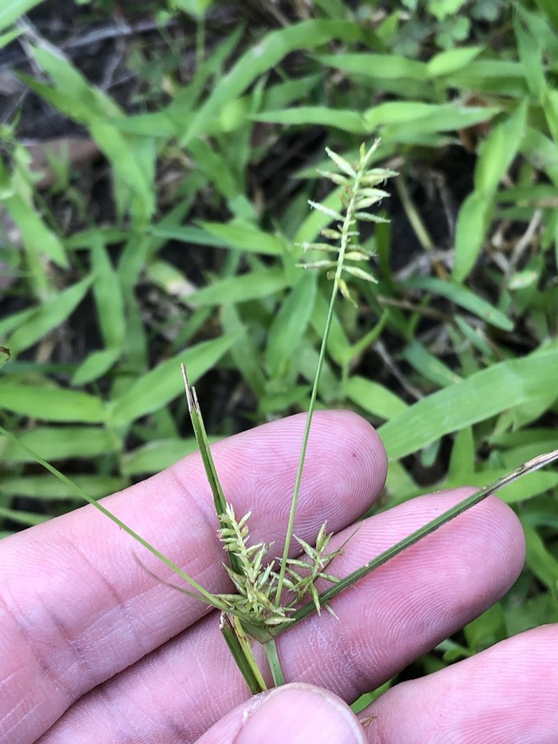 Southern Flatsedge photo 4