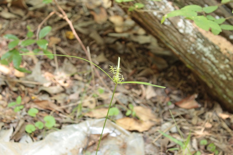 Southern Flatsedge photo 5