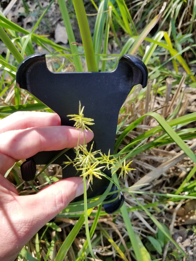 Southern Flatsedge photo 6