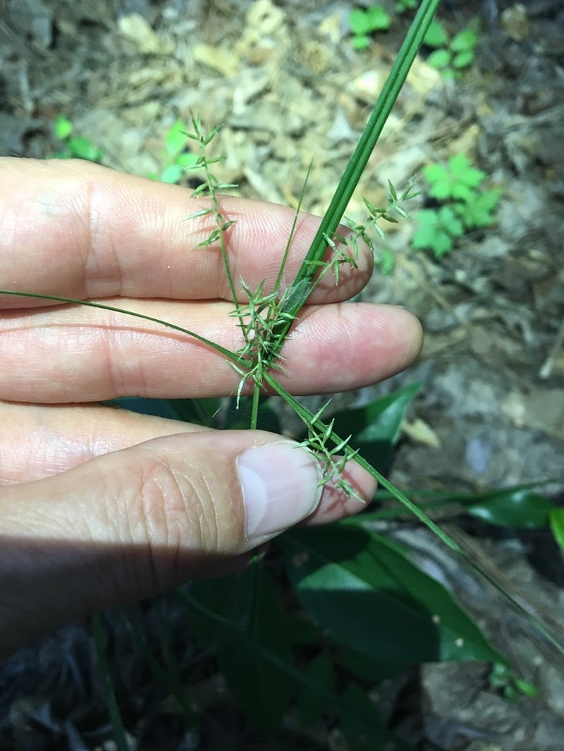 Southern Flatsedge photo 7