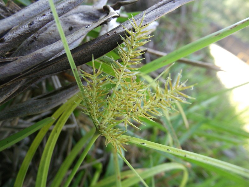Southern Flatsedge photo 8