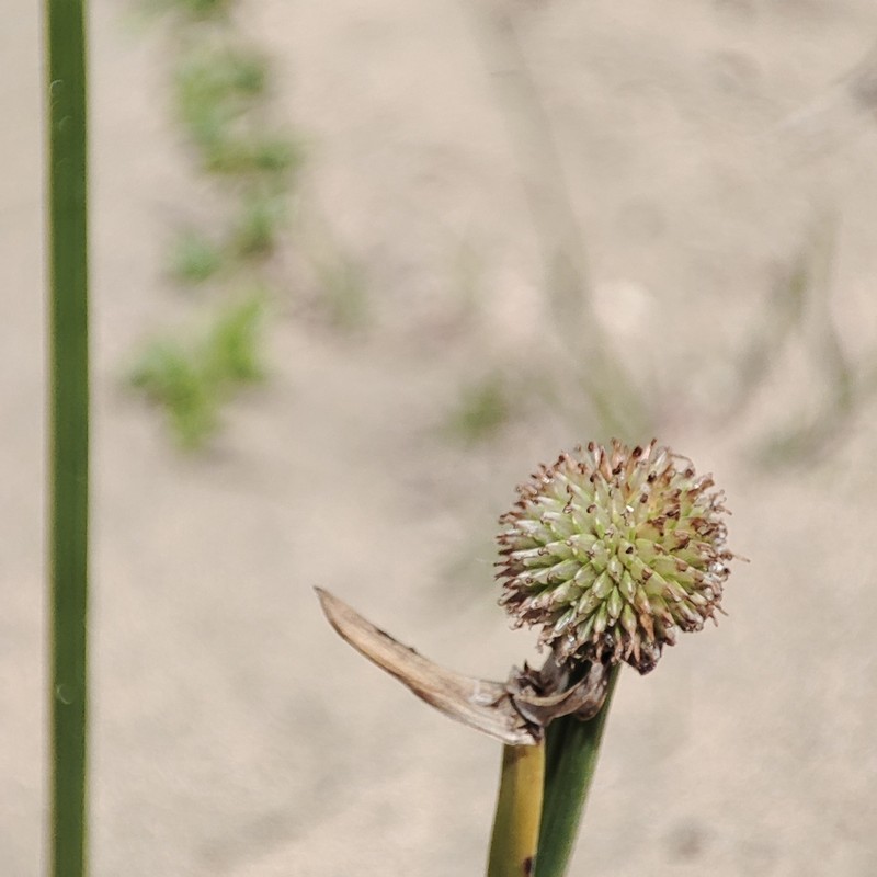 Peruvian Spikesedge