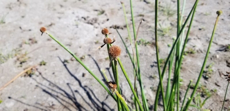 Peruvian Spikesedge photo 2