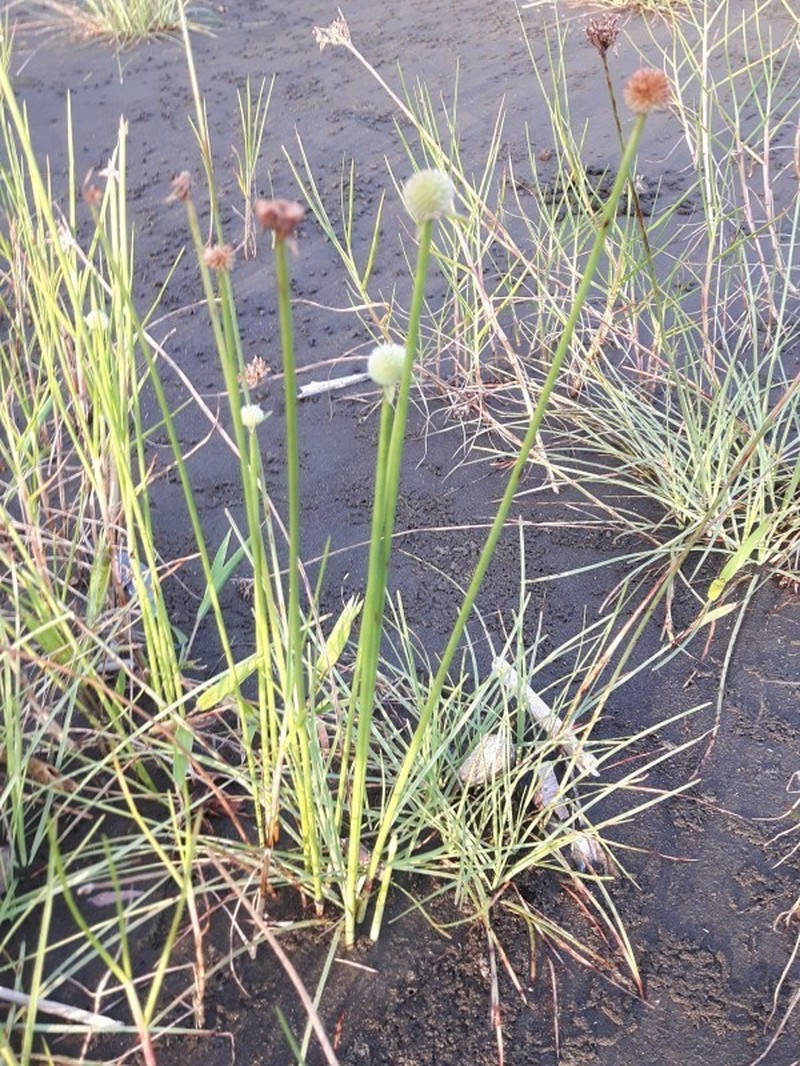 Peruvian Spikesedge photo 3